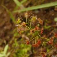 Drosera lunata Buch.-Ham. ex DC.